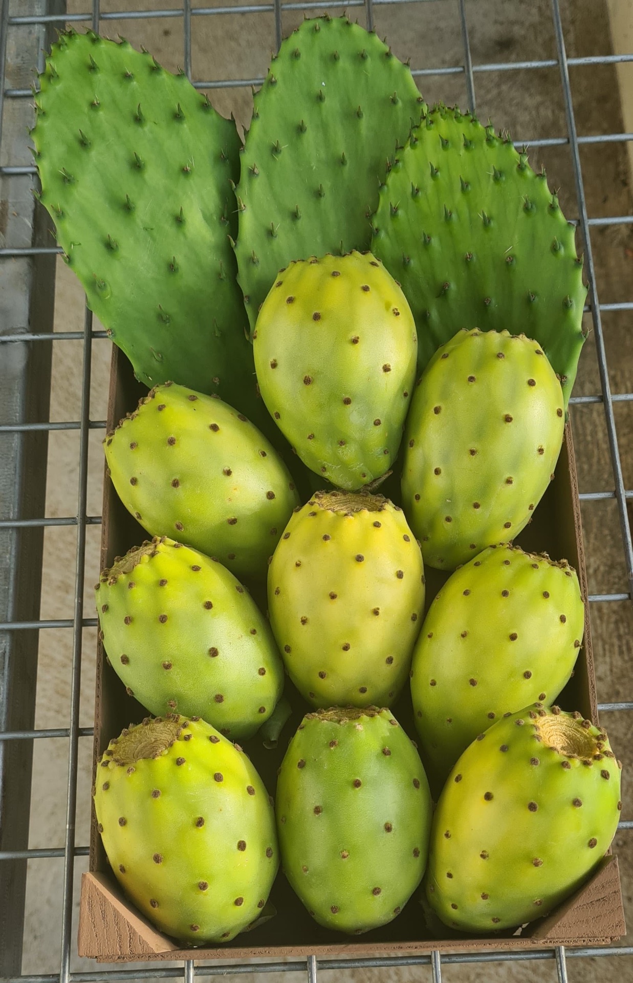 Higos chumbos verdes recién cosechados con pencas