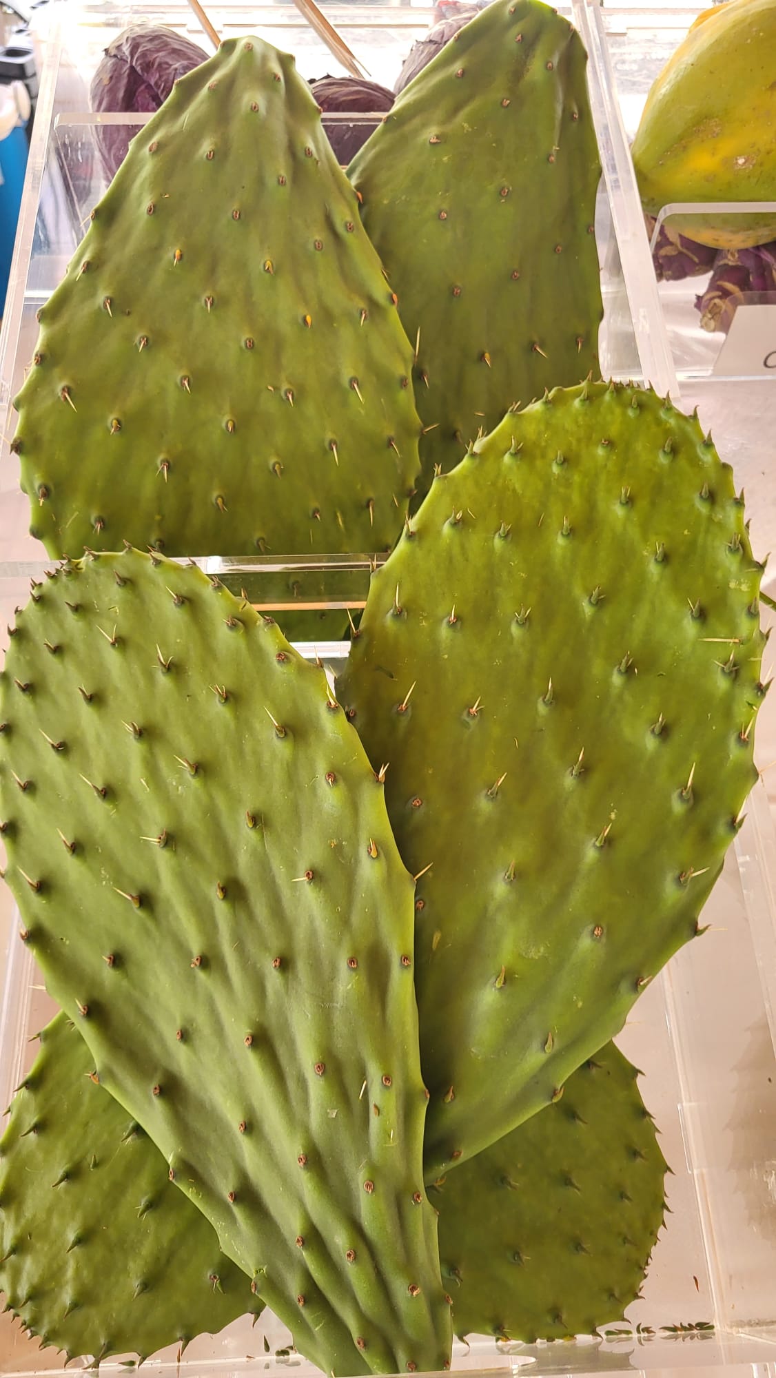 Nopal — Tuna verdura