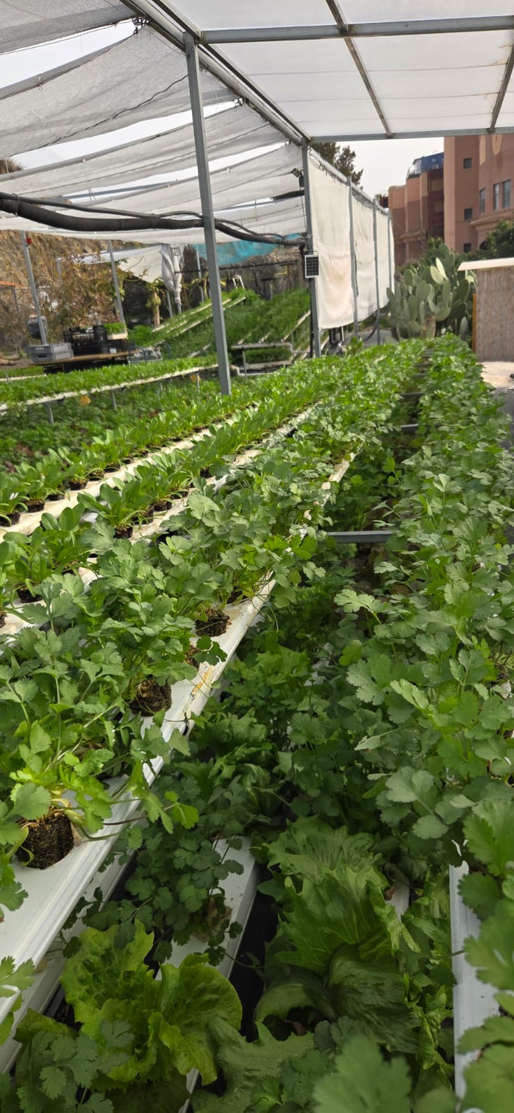 Cilantro fresco cultivado en hidroponía
