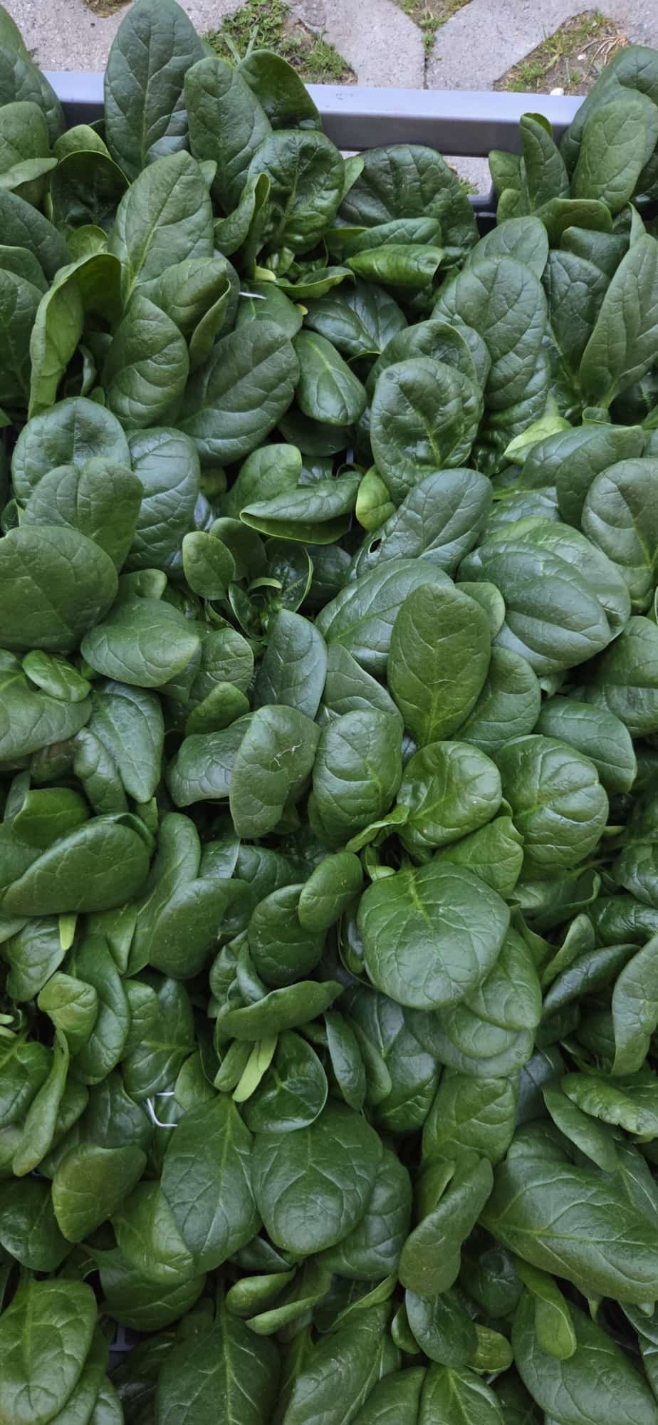 Espinacas hidropónicas de hoja brillante