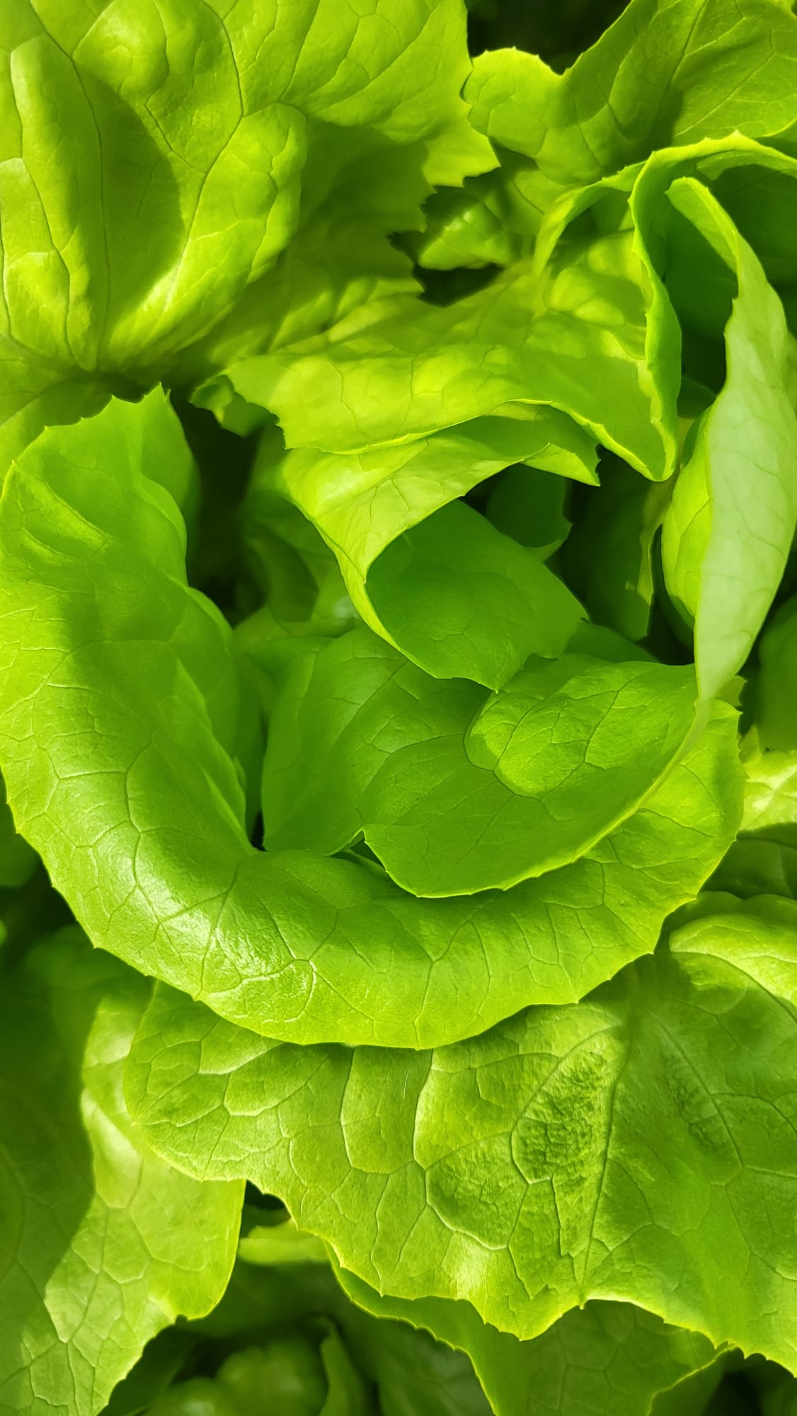 Lechuga mantecosa hidropónica de hoja tierna