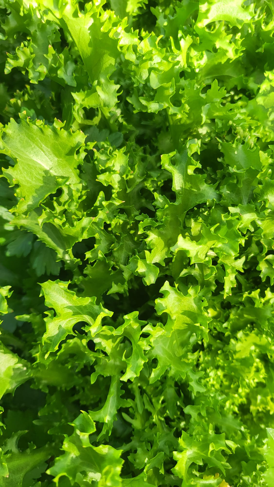 Lechuga rizada verde brillante