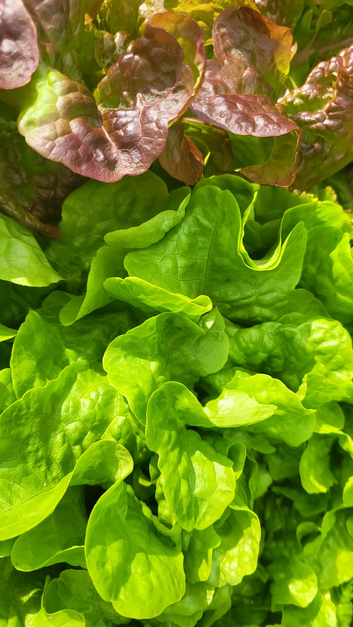 Lechuga hoja de roble verde y roja