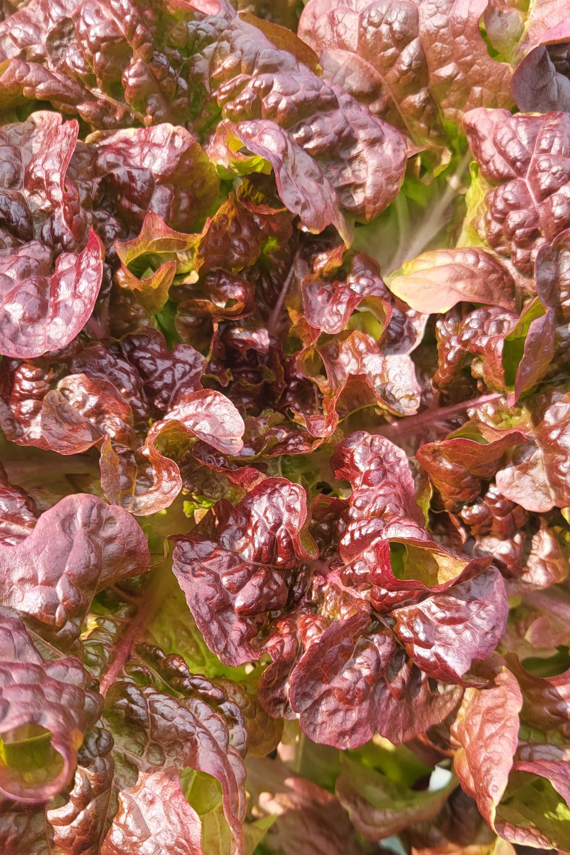 Lechuga roja brillante recién cortada