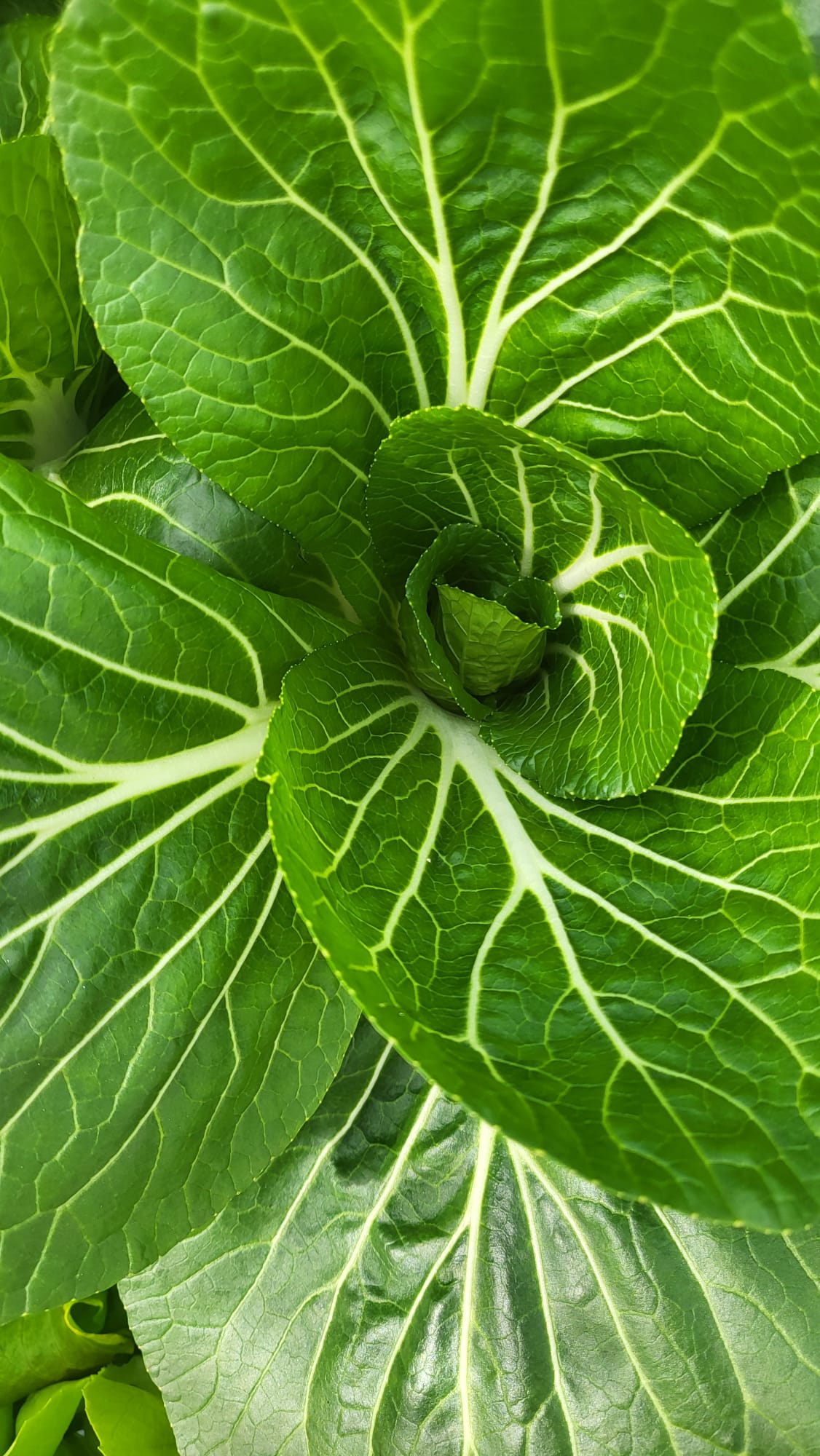 Pak choi cultivado en hidroponía
