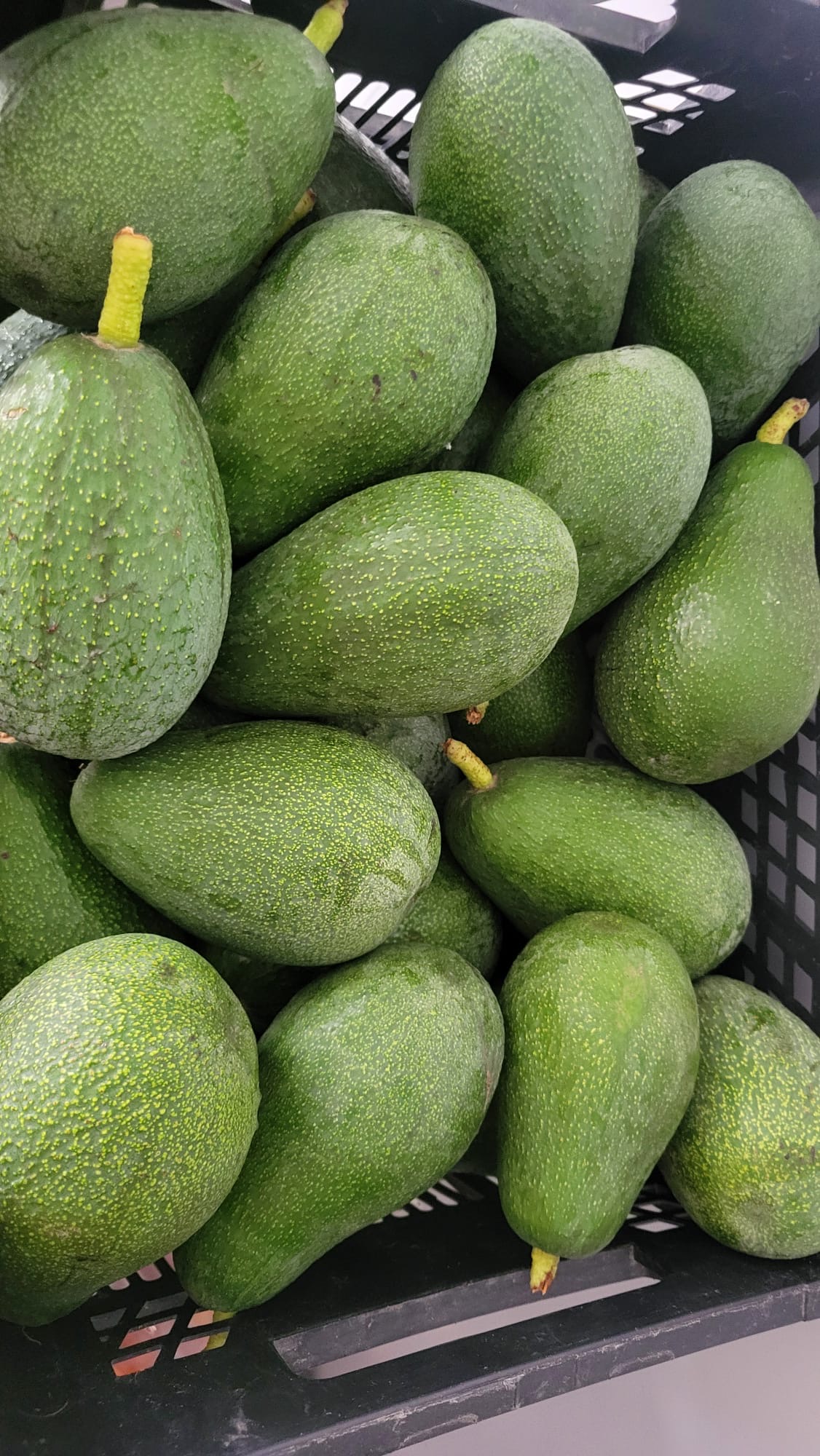 Aguacate