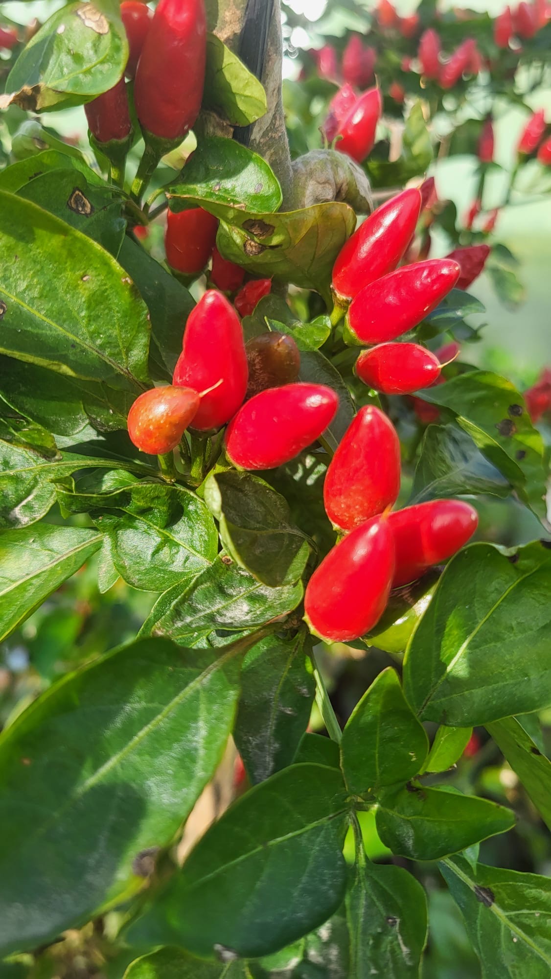 Guindillas rojas