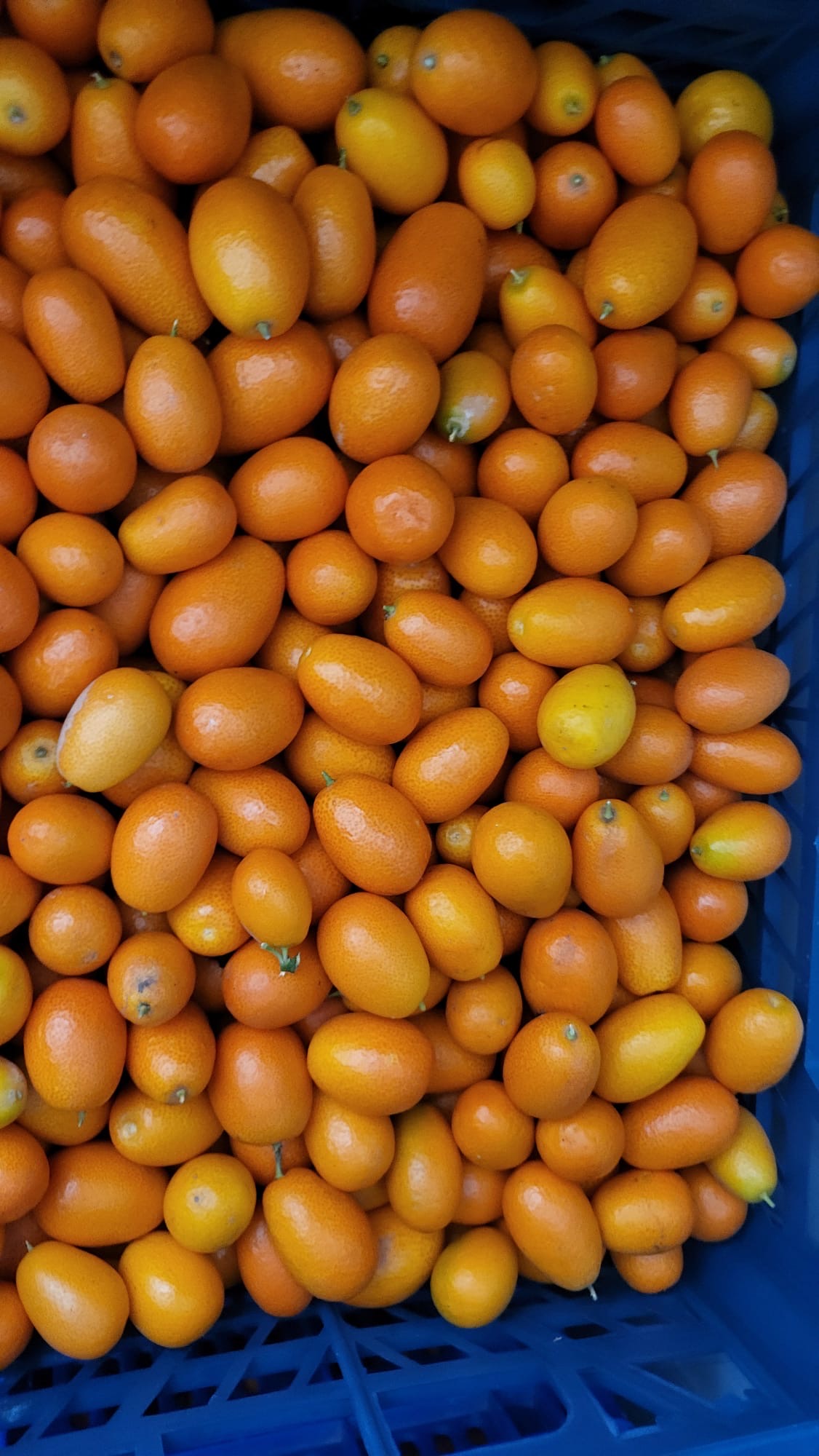 Kumquats