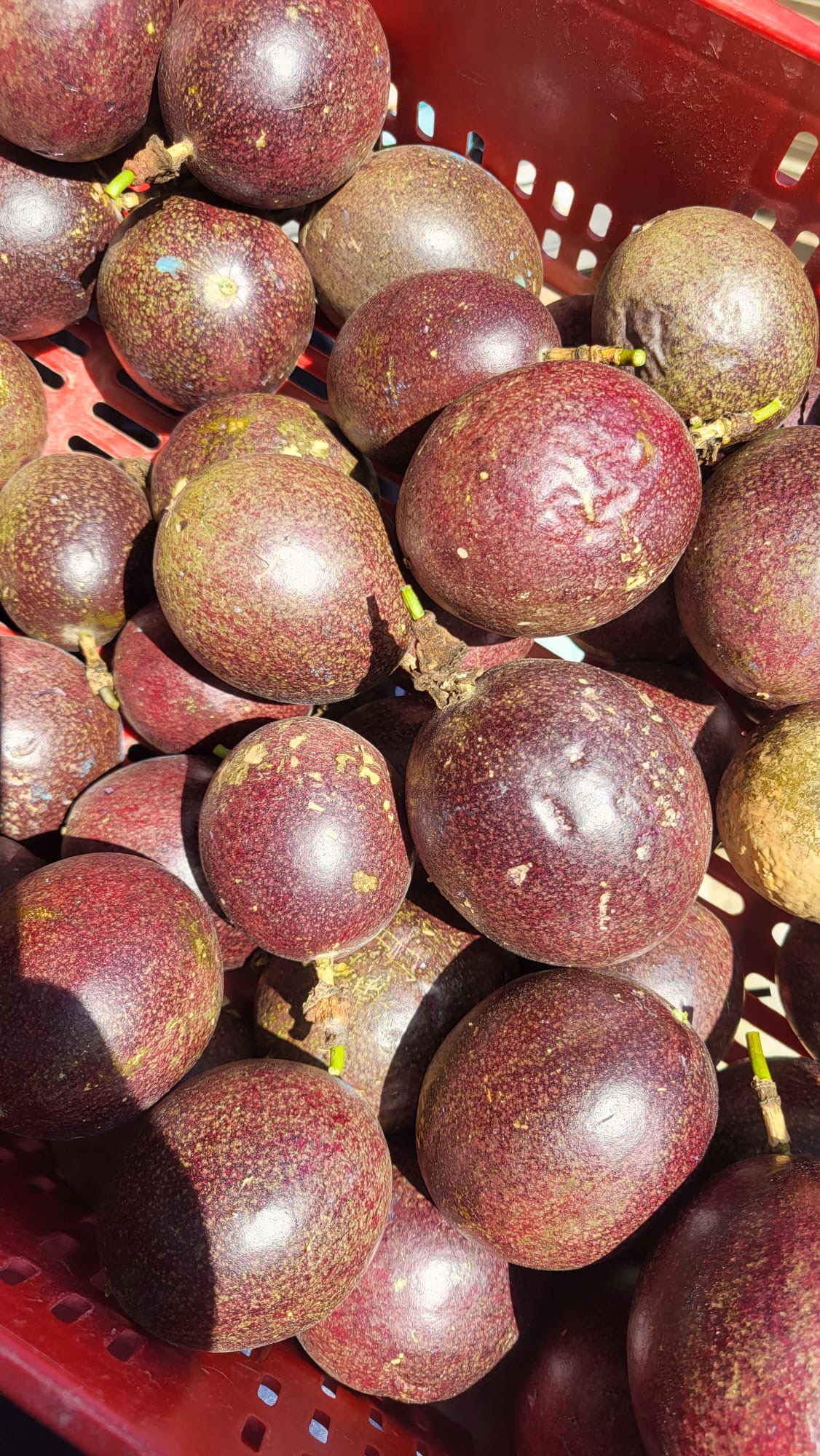 Maracuyá
