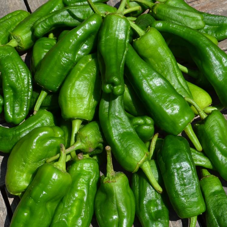 Pimientos de Padrón